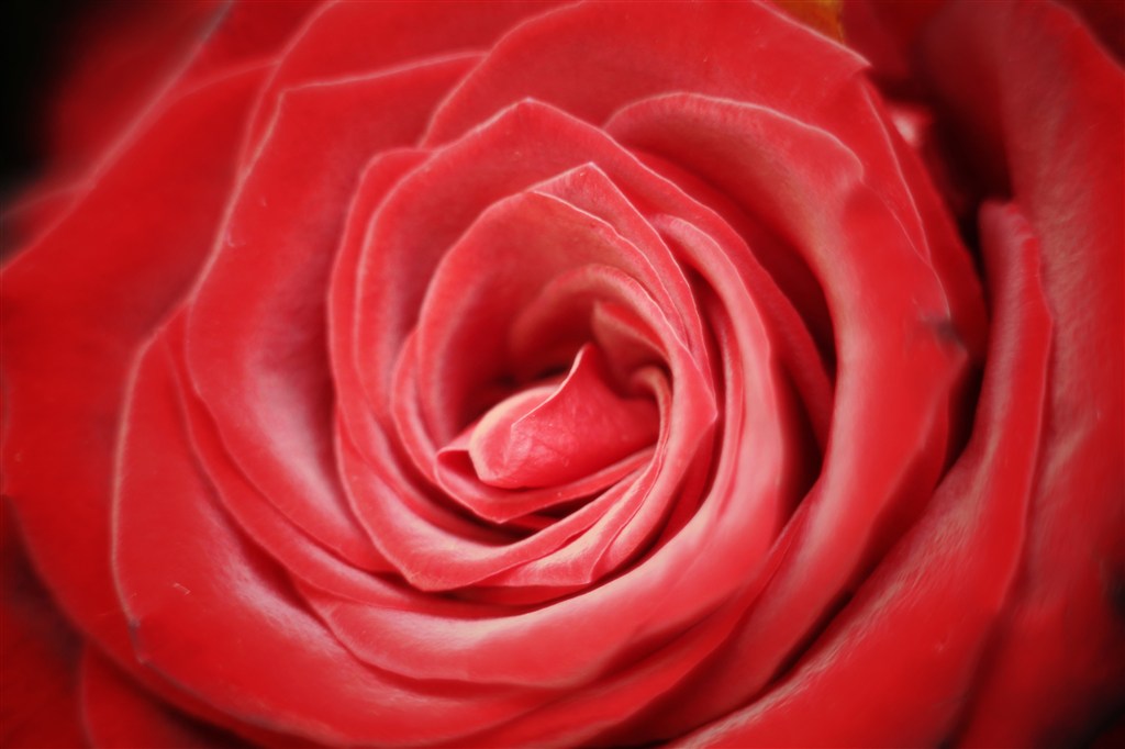 唯美高清红玫瑰特写鲜花图片