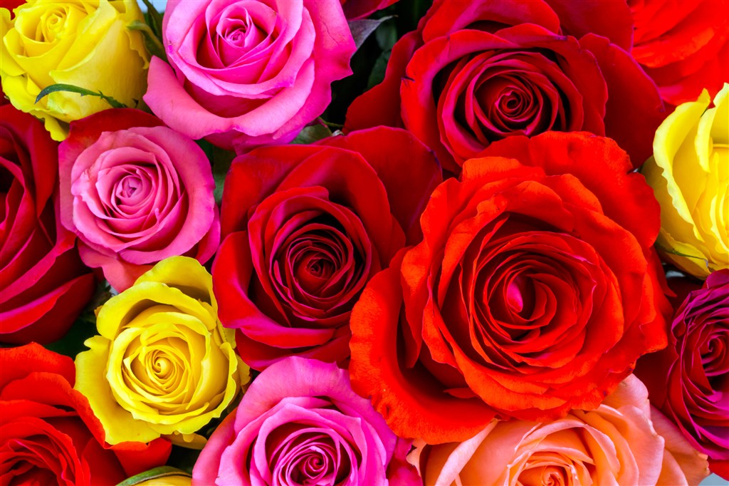 五颜六色的玫瑰鲜花图片
