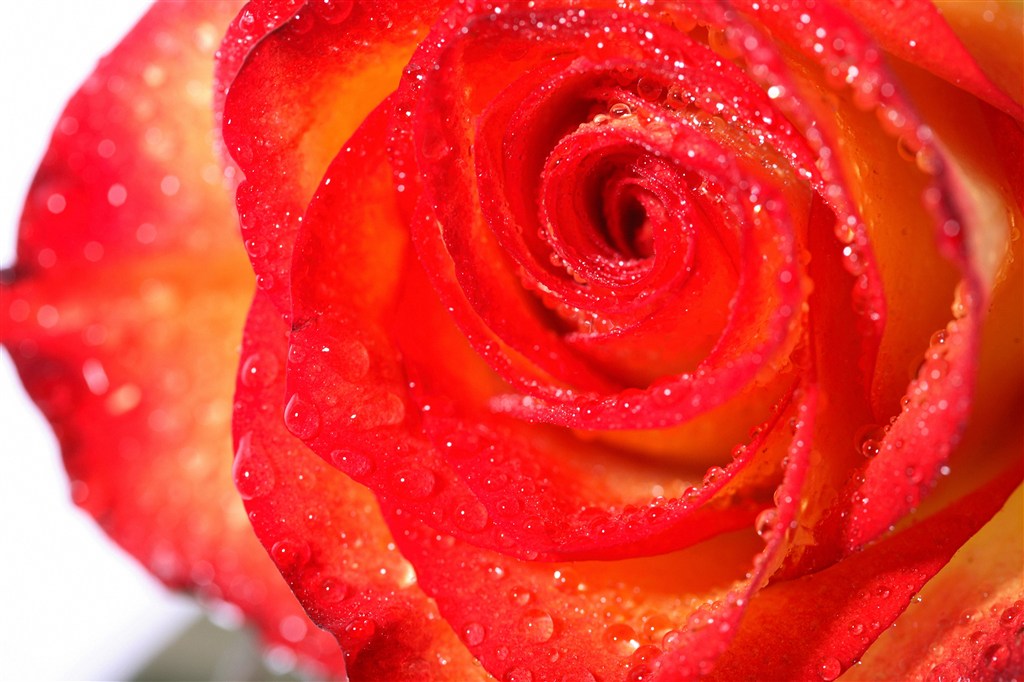 高清红玫瑰特写鲜花图片