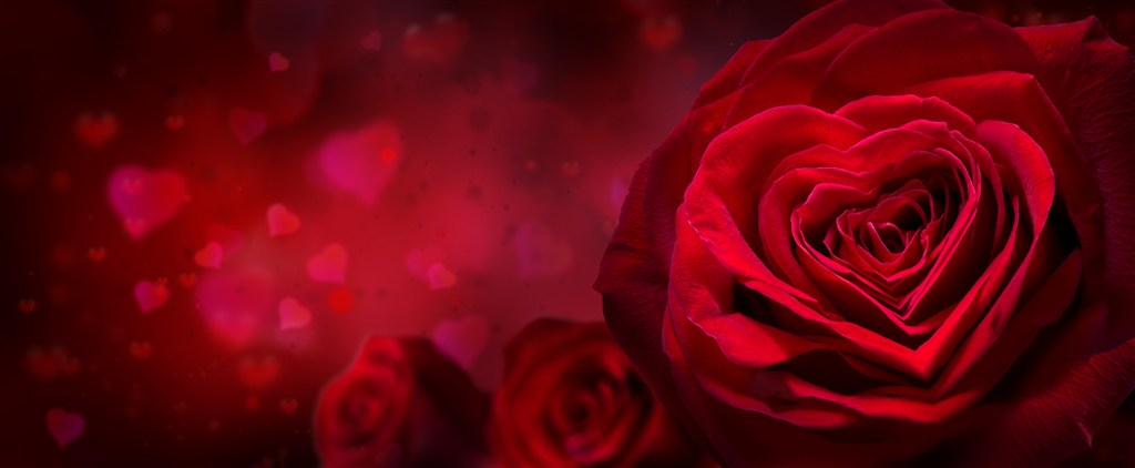 唯美心形红玫瑰鲜花图片