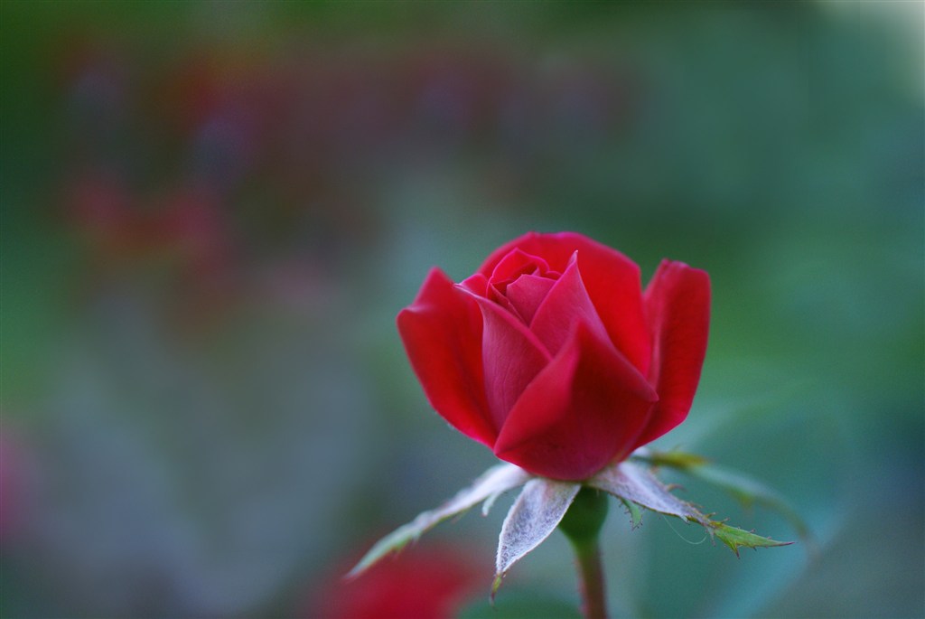 唯美紅玫瑰高清鮮花圖片