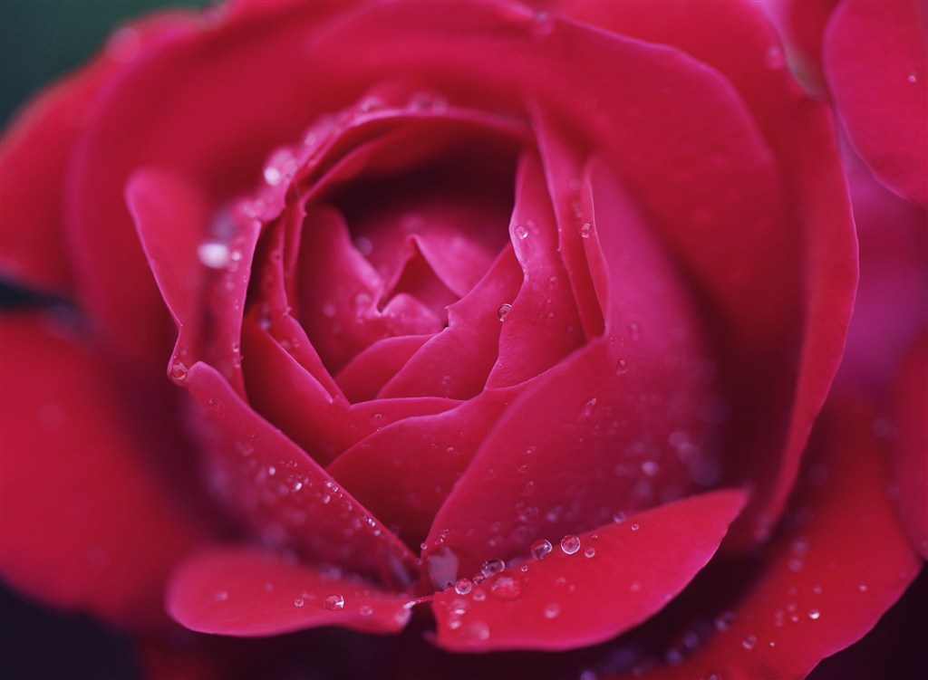 唯美红玫瑰特写高清摄影