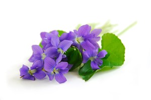 紫罗兰和绿叶高清图片