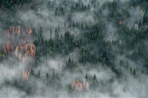 雾气升腾的大森林高清图片