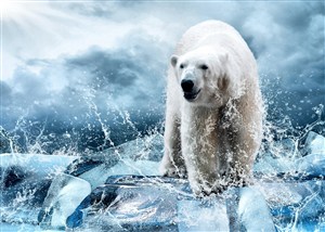 站在冰面上的北极熊高清图片