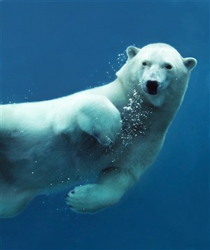 在水中游泳的北极熊高清图片