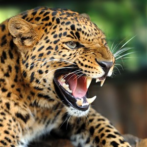 呲牙咧嘴的豹子高清图片