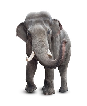 成年大象高清图片