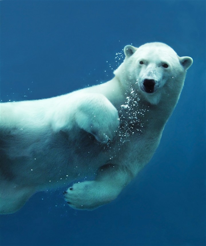 在水中游泳的北极熊高清图片