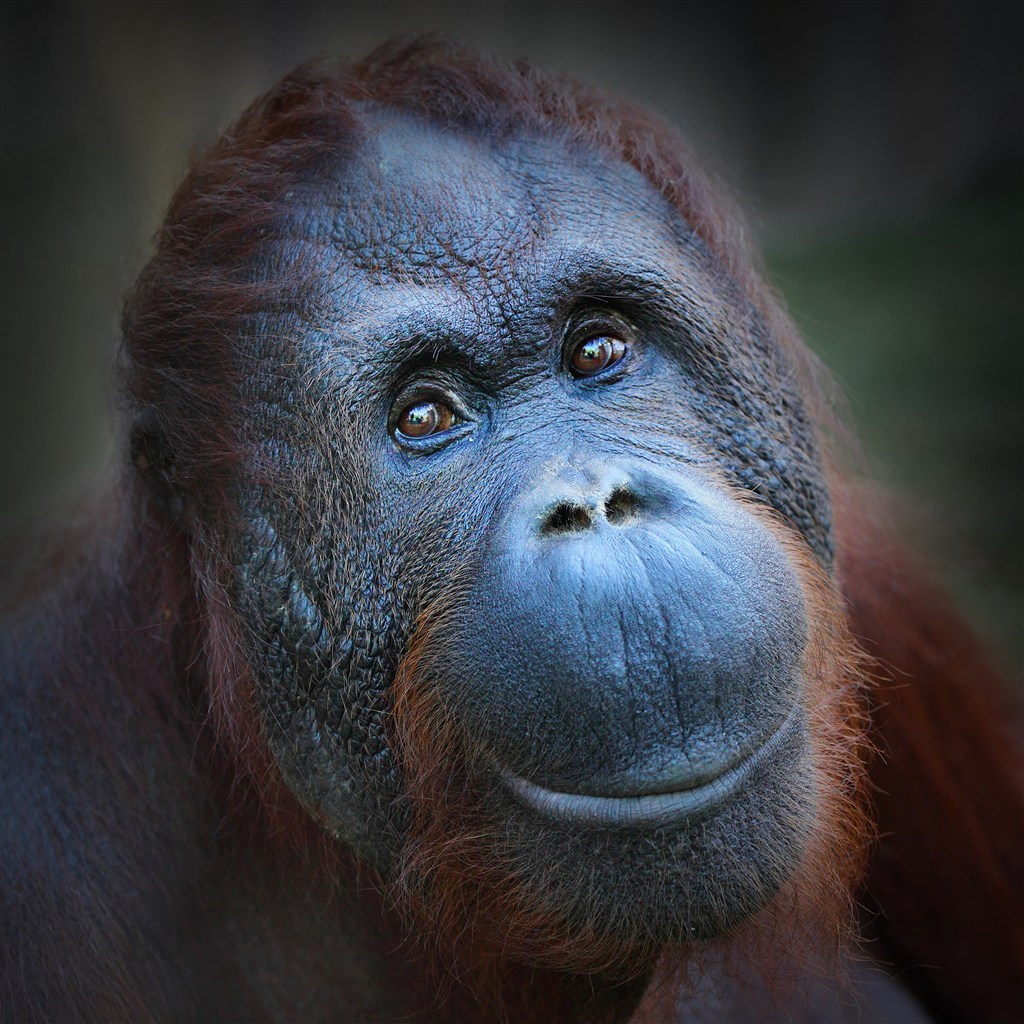 黑猩猩脸部特写高清图片