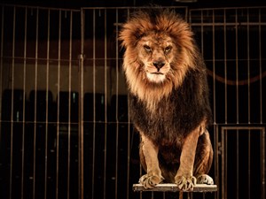 笼子里坐着的狮子高清图片