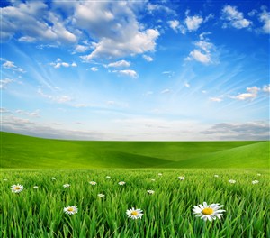 蓝天白云下的花朵和一望无际的草地高清图片