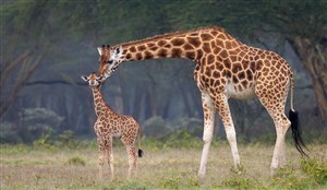 长颈鹿母子摄影图片