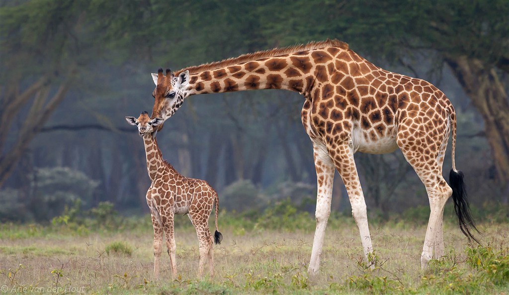 长颈鹿母子摄影图片