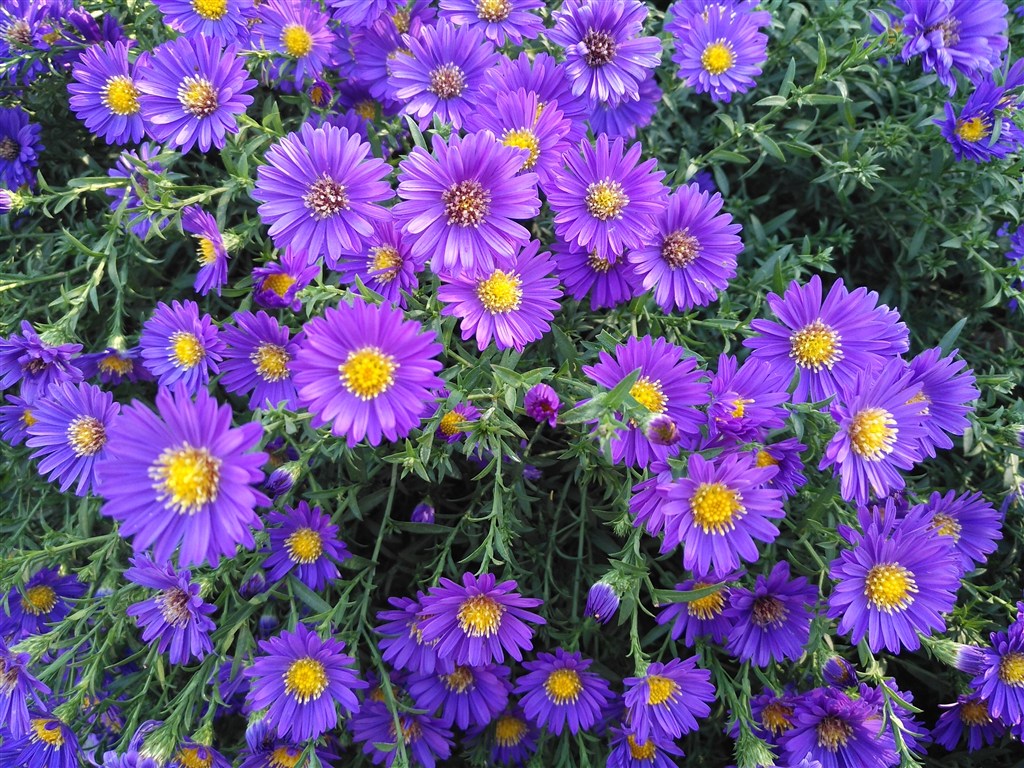 高清紫色荷兰菊图片