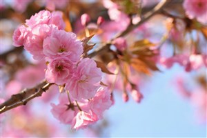 春天春季蓝天明媚阳光粉色樱花高清图片