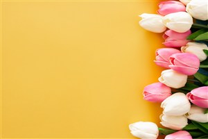 春季春天粉白色郁金香花束鲜花卉黄色桌面背景