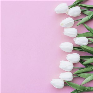 春季春天白色郁金香鲜花卉粉色桌面背景