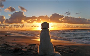 海边坐着的思乡狗狗图片