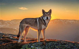 山顶上的狼狗狗图片