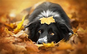树叶堆里的黑毛狗狗图片