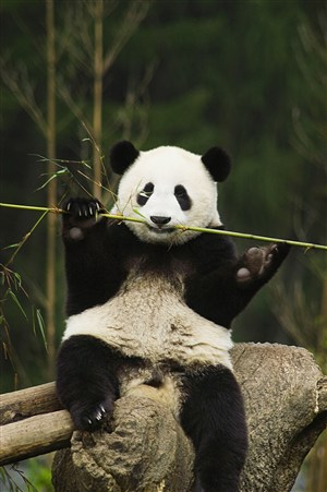 咬竹子的大熊猫图片