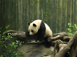爬树干的大熊猫图片