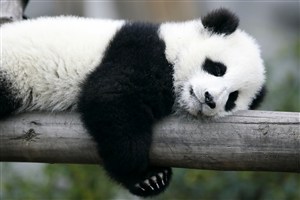 抱着树棍懒懒的大熊猫图片