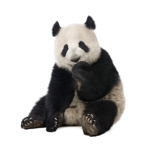 大熊猫图片设计素材