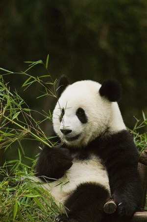 拿着竹子的大熊猫图片
