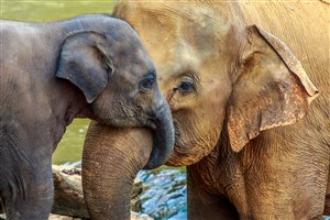 大象宝宝与妈妈大象图片