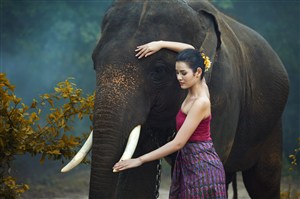 女人摸着大象图片