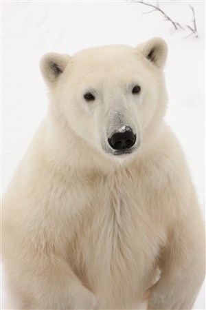 站着的北极熊图片