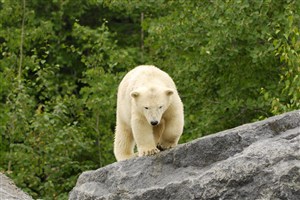 石头上的北极熊图片