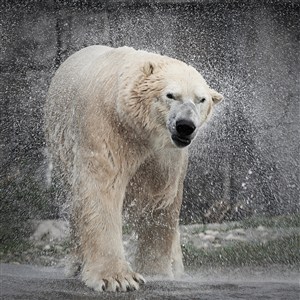 大雨下的北极熊图片