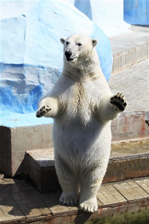 打招呼的北极熊图片