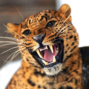 露出牙齿凶猛的豹子图片