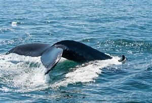 浮在水面的鲸鱼尾巴图片