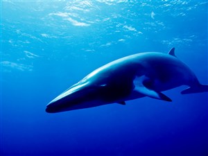 深海里高清鲸鱼图片