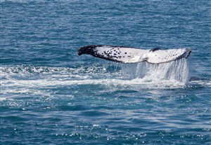 白色的鲸鱼尾巴图片