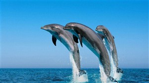 三条跳出海面的海豚图片
