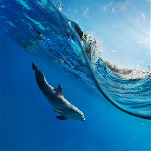 蓝色海水里海豚图片