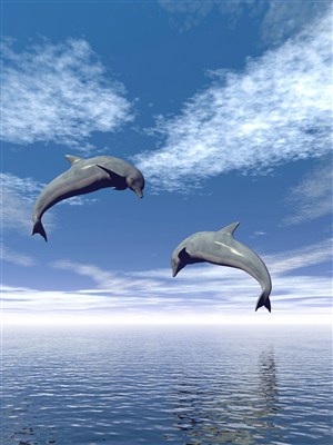 两条跳出水面的海豚图片