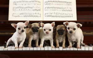 钢琴上的狗狗图片