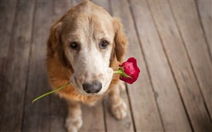 叼着玫瑰花的狗狗图片