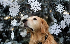雪花下的金毛犬狗狗图片