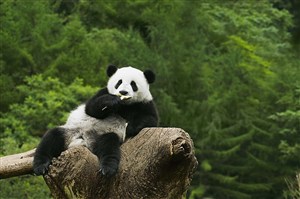 躺在树根上的大熊猫图片
