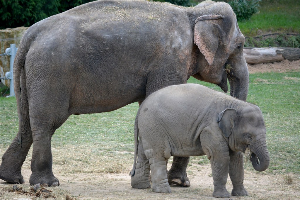 動物園里大象圖片