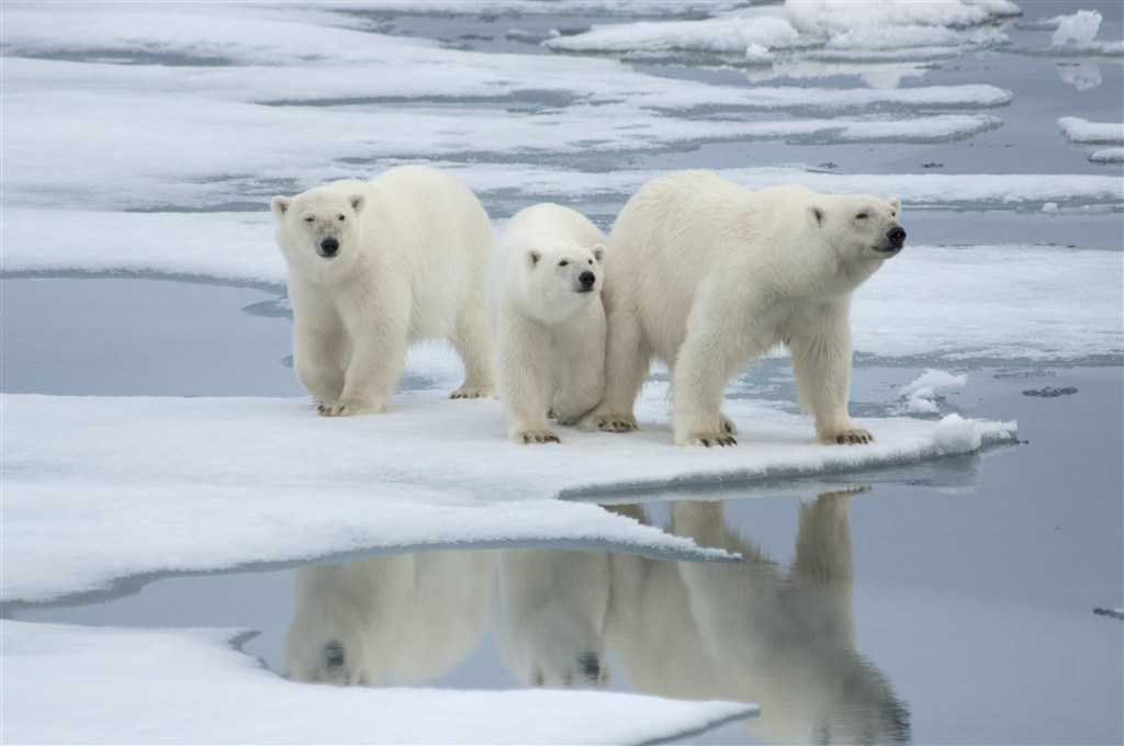冰块上三只北极熊图片