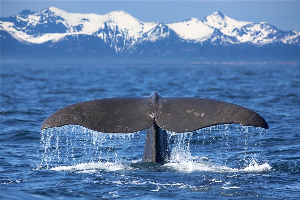 冰川海面鲸鱼尾巴图片